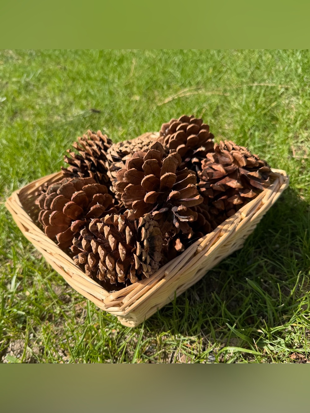 Ponderosa Pine Cones for Art or Decor